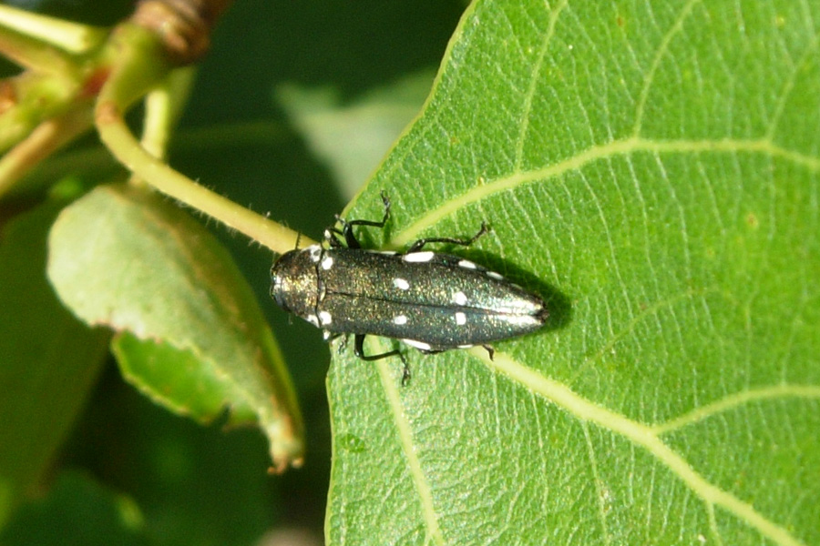 Agrilus ater (Linnaeus, 1767) (Col., Buprestidae)